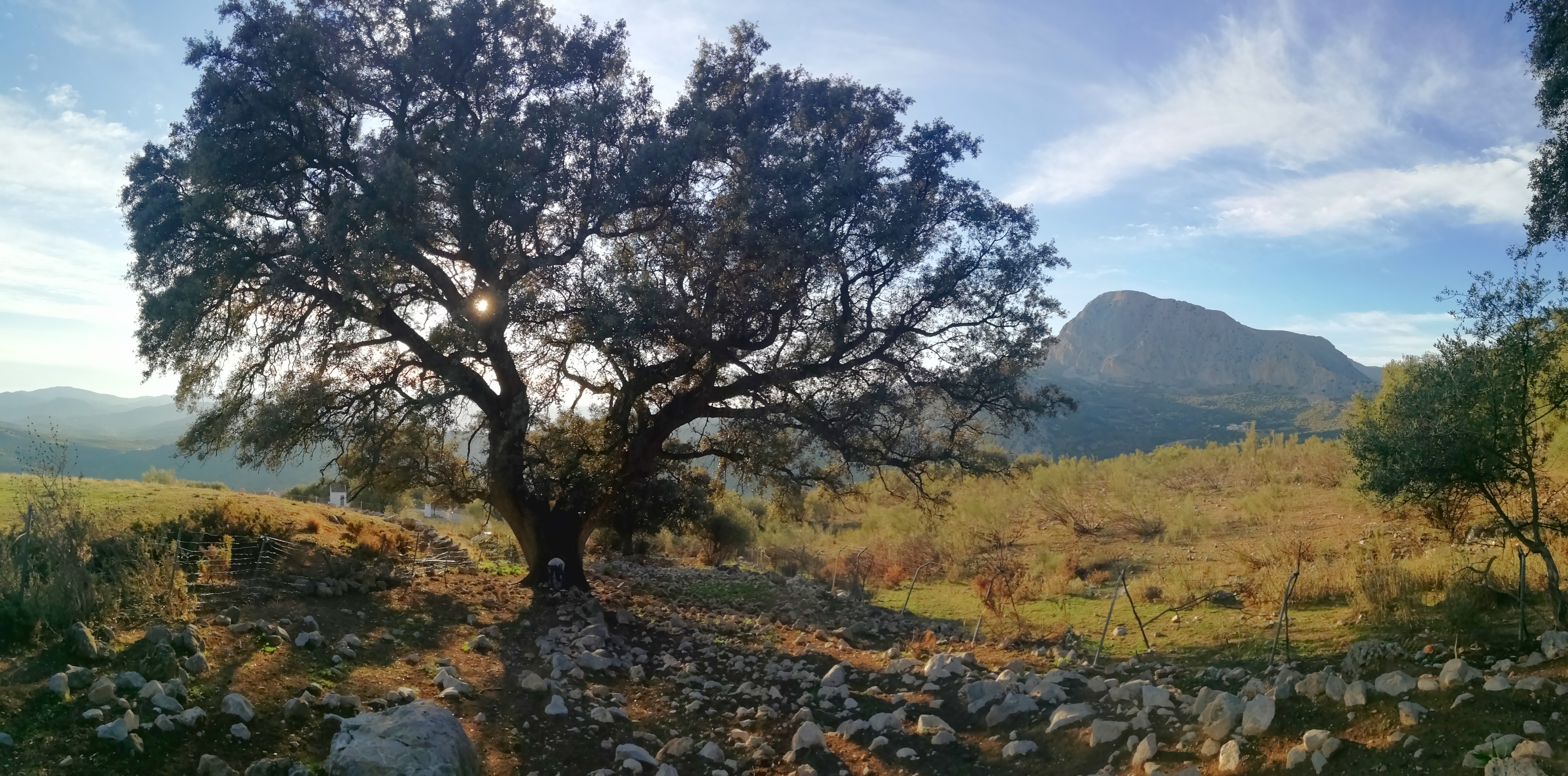 Encina Gran Senda, Etapa 9, Periana a Alfarnatejo 