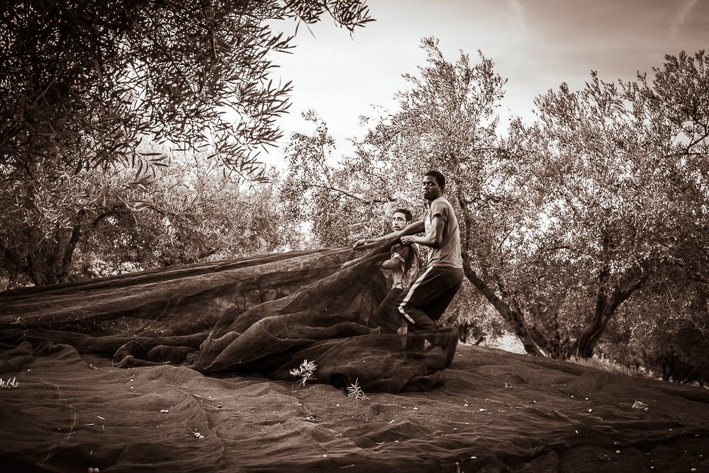 Olive Harvest, Verdial Olives, Organic Olive Oil