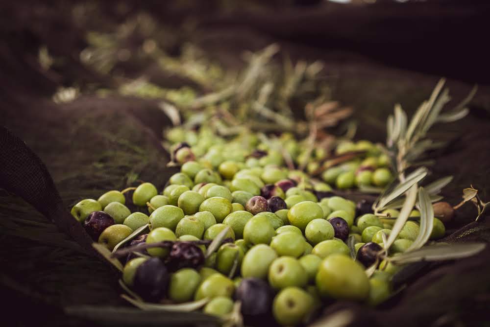 Aceitunas Verdiales primer día de cosecha