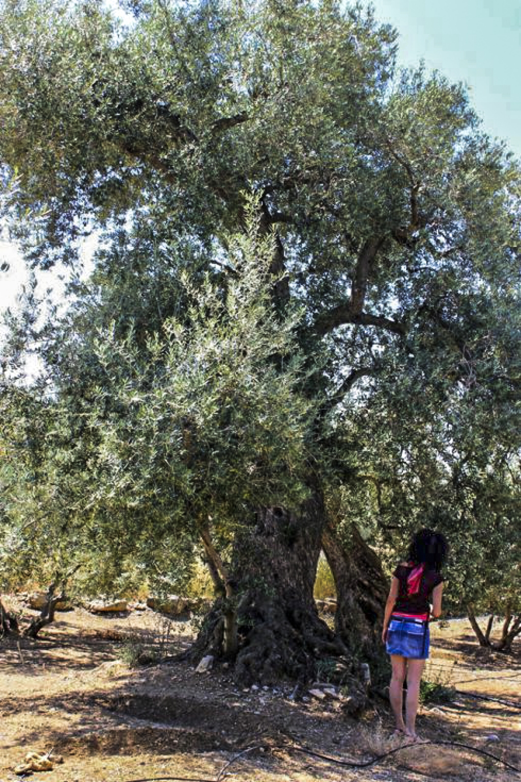 Cortijo Las Monjas, cuenta con una Finca Ecológica de Olivos Centenarios de la variedad Verdial de Vélez Málaga, con el que se produce un aceite virgen extra de primer nivel.