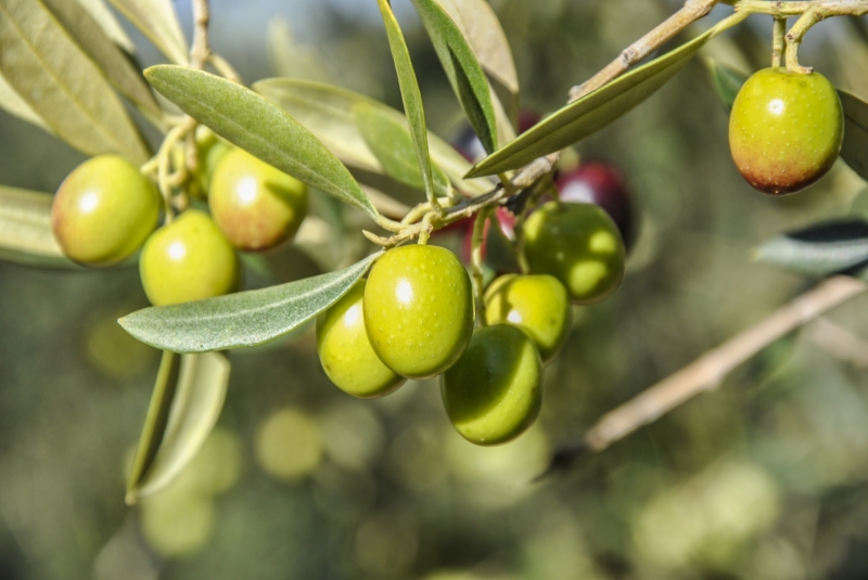 Verdial Olive, organic olive oil extra virgin