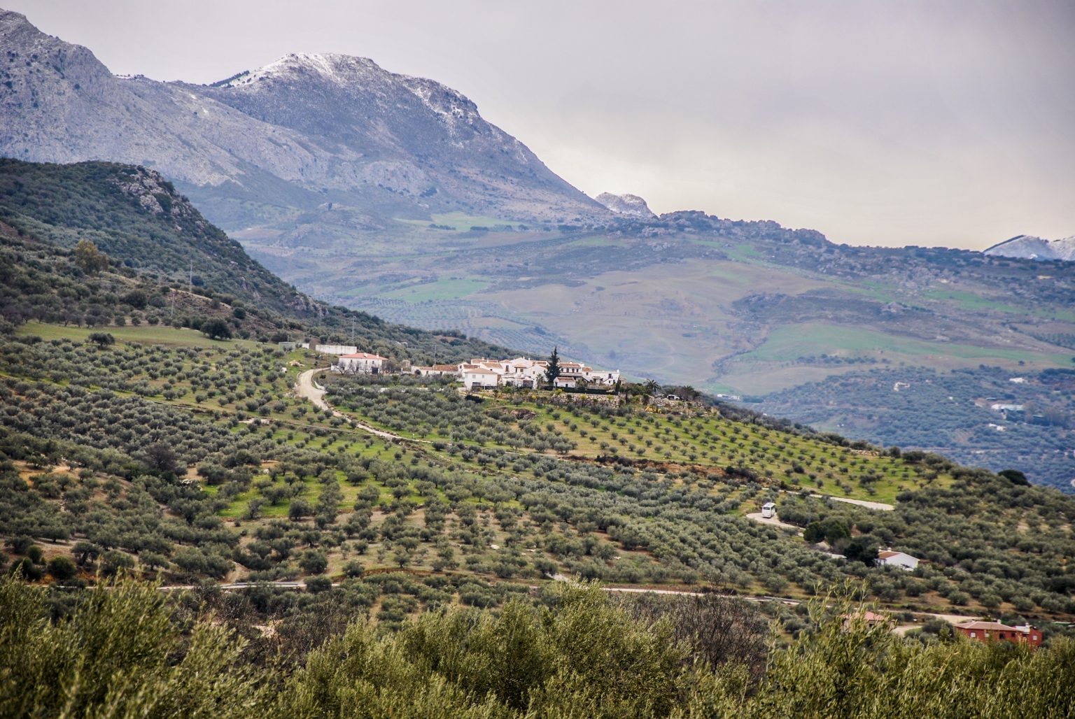 Cortijo Las Monjas, cuenta con una Finca Ecológica de Olivos Centenarios de la variedad Verdial de Vélez Málaga, con el que se produce un aceite virgen extra de primer nivel.