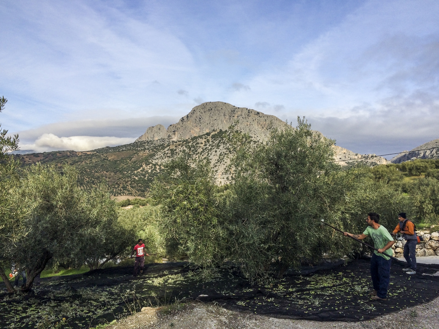 Oleoturismo en la Finca Ecológica de Cortijo Las Monjas, durante la recogida de la cosecha de la aceituna verdial, para la elaboración de aceite de Oliva Virgen Extra de calidad, Mondrón, Axarquía, Periana - Alfarnatejo, Málaga, Andalucía