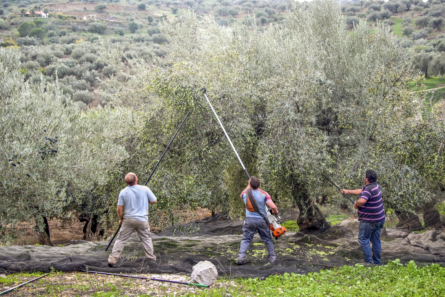 Recolección de aceituna en Cortijo las Monjas ofrece jornadas de Oleoturismo en bosque de Olivos Verdiales Centenarios, en la provincia de Málaga, comarca de la Axarquía, Andalucia