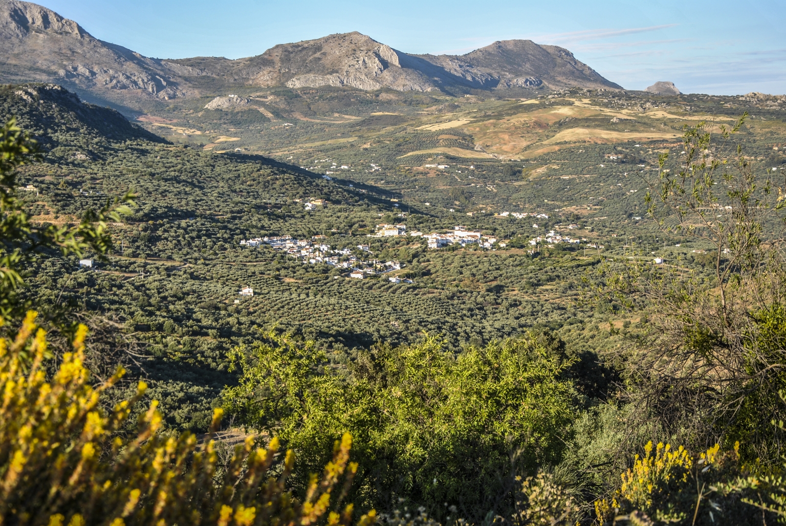 Senderismo en un Olivar único de Montaña de la Axarquía de Málaga entre Olivos Verdiales Centenarios