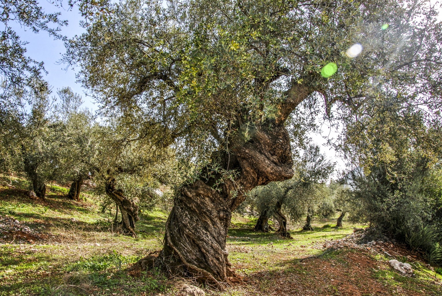 Cortijo las Monjas ofrece, Senderismo en bosque de Olivos Monumentales Verdiales Centenarios, en la provincia de Málaga, comarca de la Axarquía, Andalucia