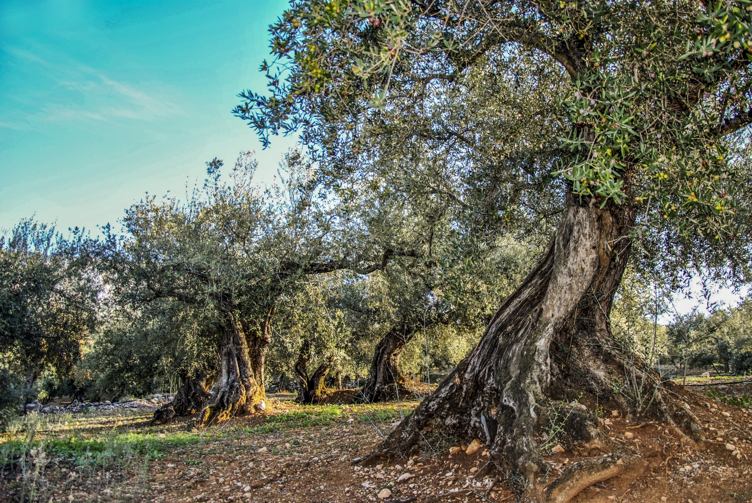 Cortijo las Monjas ofrece, Senderismo en bosque de Olivos Verdiales Centenarios, en la provincia de Málaga, comarca de la Axarquía, Andalucia. Monumentales