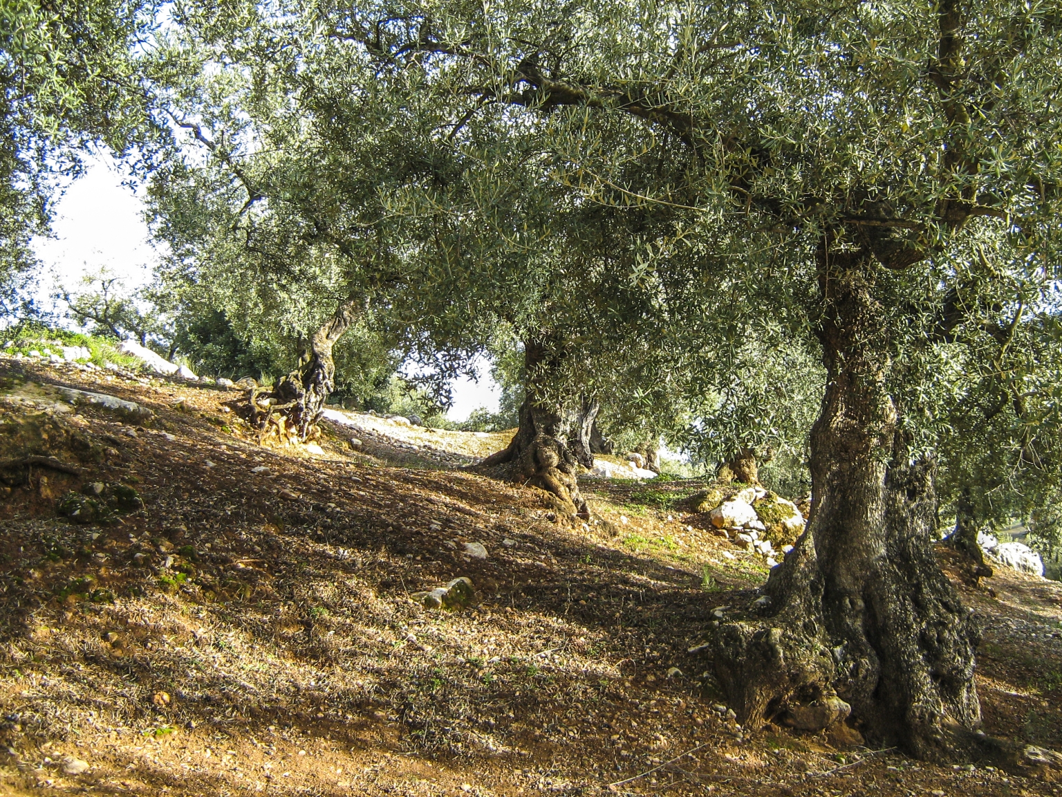 Bosque mediterráneo montaña de Olivos Verdiales de Vélez Málaga, en la finca ecológica del alojamiento rural Cortijo Las Monjas, en la Axarquía malagueña, Andalucía