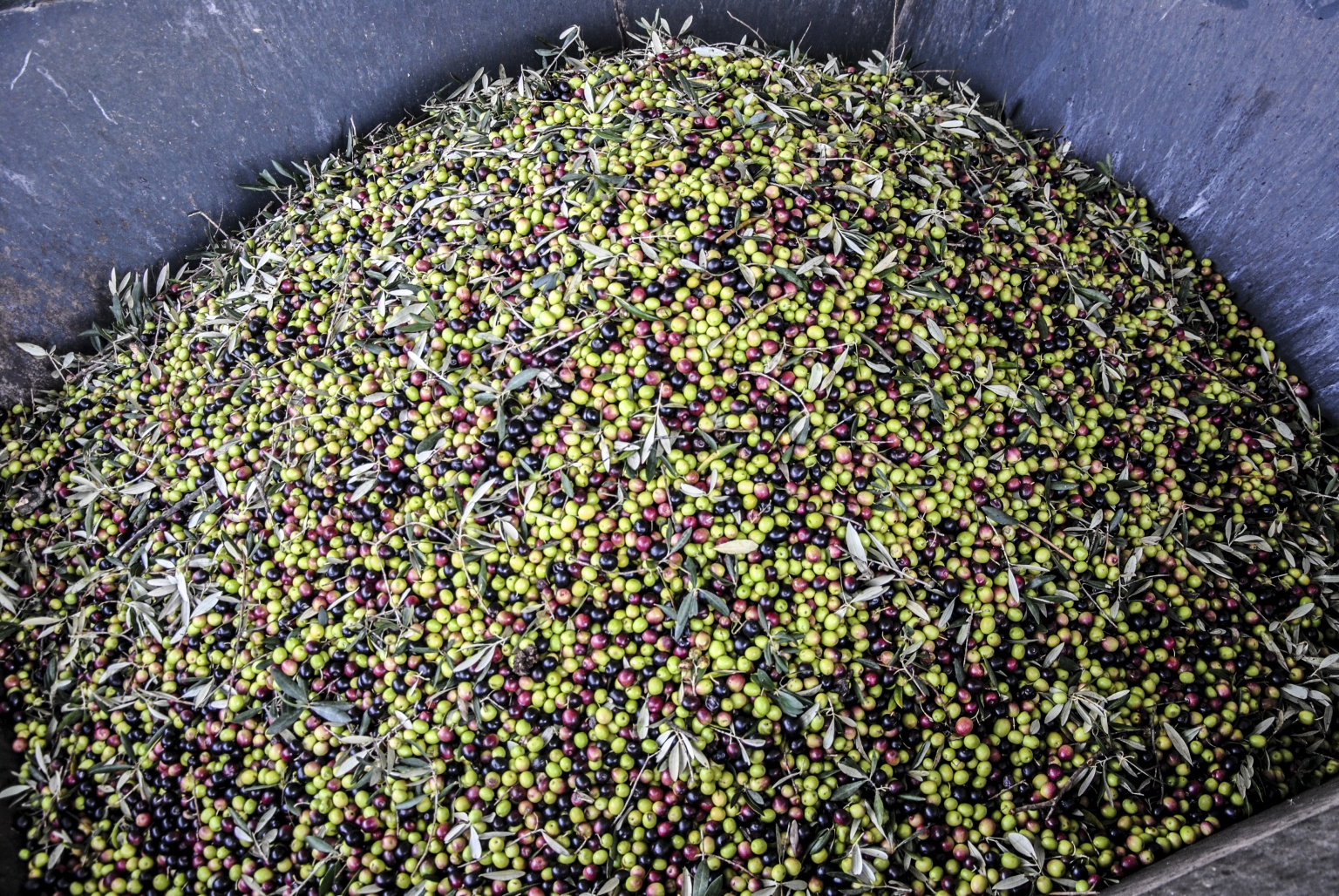 Aceitunas verdiales de la finca ecológica de Cortijo Las Monjas, listas para elaborar aceite de Oliva Virgen Extra de primer nivel.Alta Axarquía, Mondrón. Periana Málaga. Cultura mediterránea