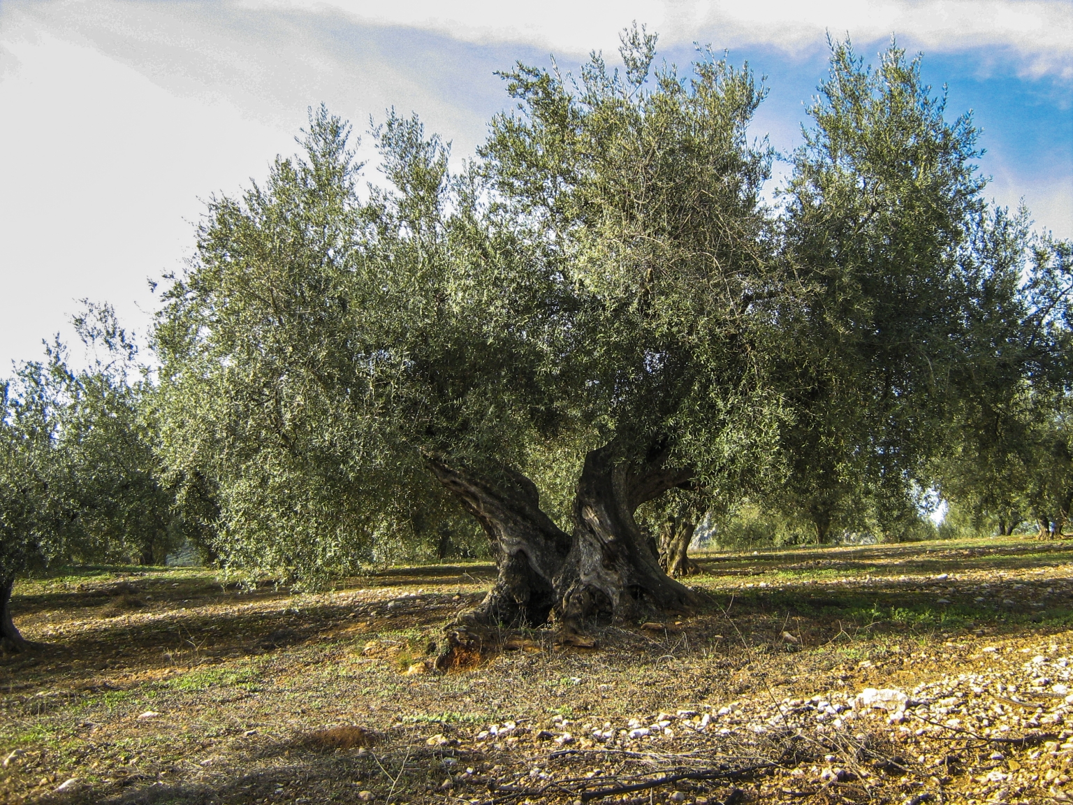 Olivo Centenario, del bosque Olivar de montaña en Mondró, Periana, Alta Axarquía. Visitas y Oleoturismo en el Alojamiento Rural Cortijo Las Monjas. Málaga. Mediterráneo en estado Puro. Andalucía