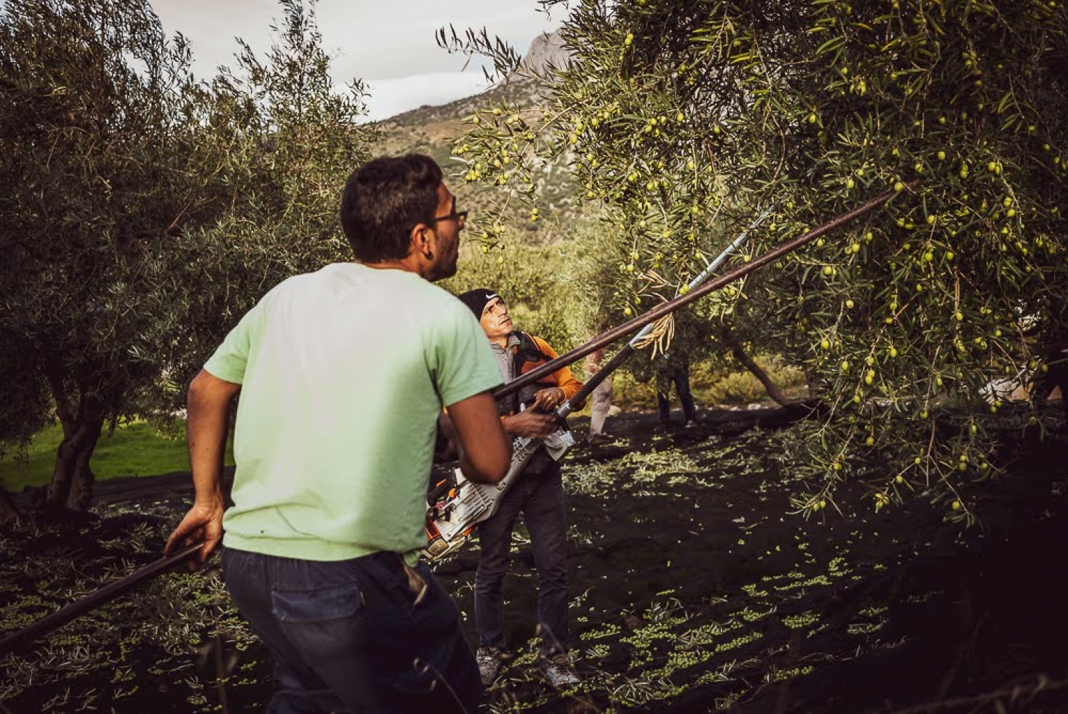 Visitas de Oleoturismo durante la  recogida de la aceituna en la finca ecológica Cortijo Las Monjas. Mondrón, Periana, Alfarnatejo, Axarquía, Málaga, Andalucía