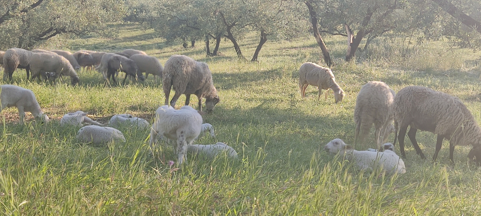 Agricultura Regenerativa, ¿Qué es?